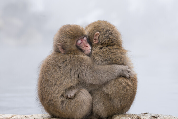 Takeshi Marumoto Fotografie Forever Friends, Takeshi Marumoto, 40 × 26.7 cm