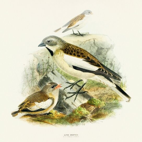 Poznámkový kalendář Ptáčci 2026 - nástěnný kalendář