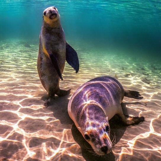 Poznámkový kalendář Ohrožené druhy 2026 - nástěnný kalendář