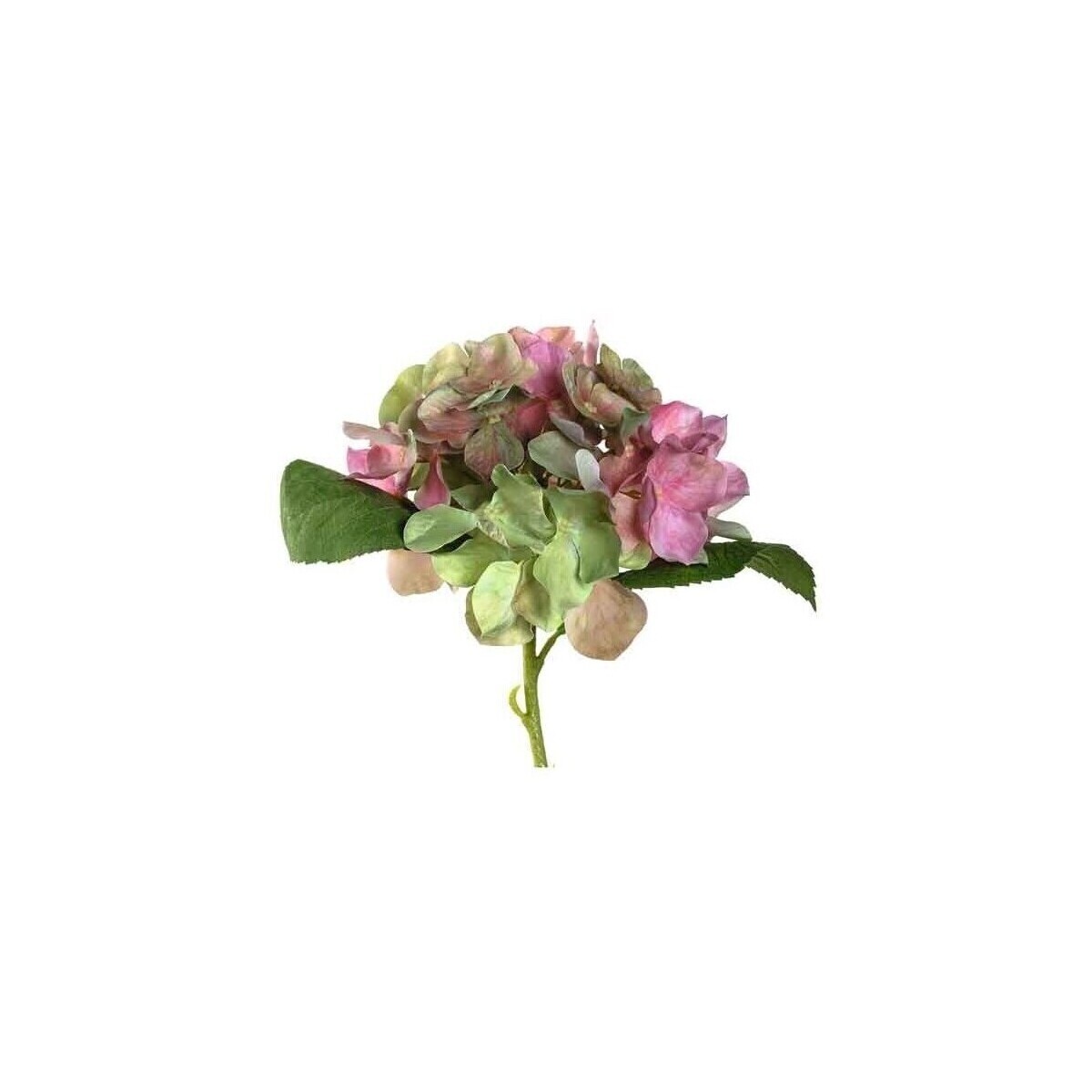 Leonardo  Poesia  ruznobarevne