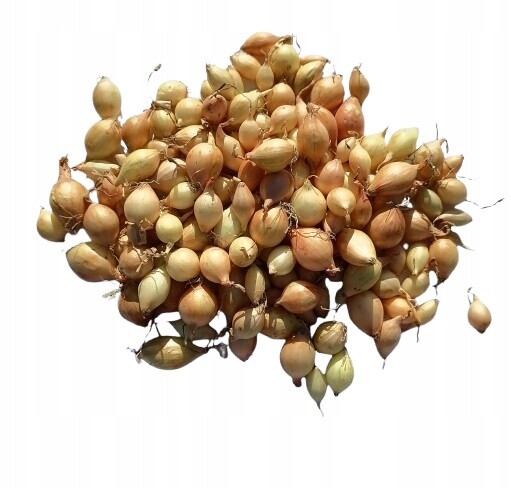 Cibule Zimní dýmka žlutá 500 g Senshyu Yellow