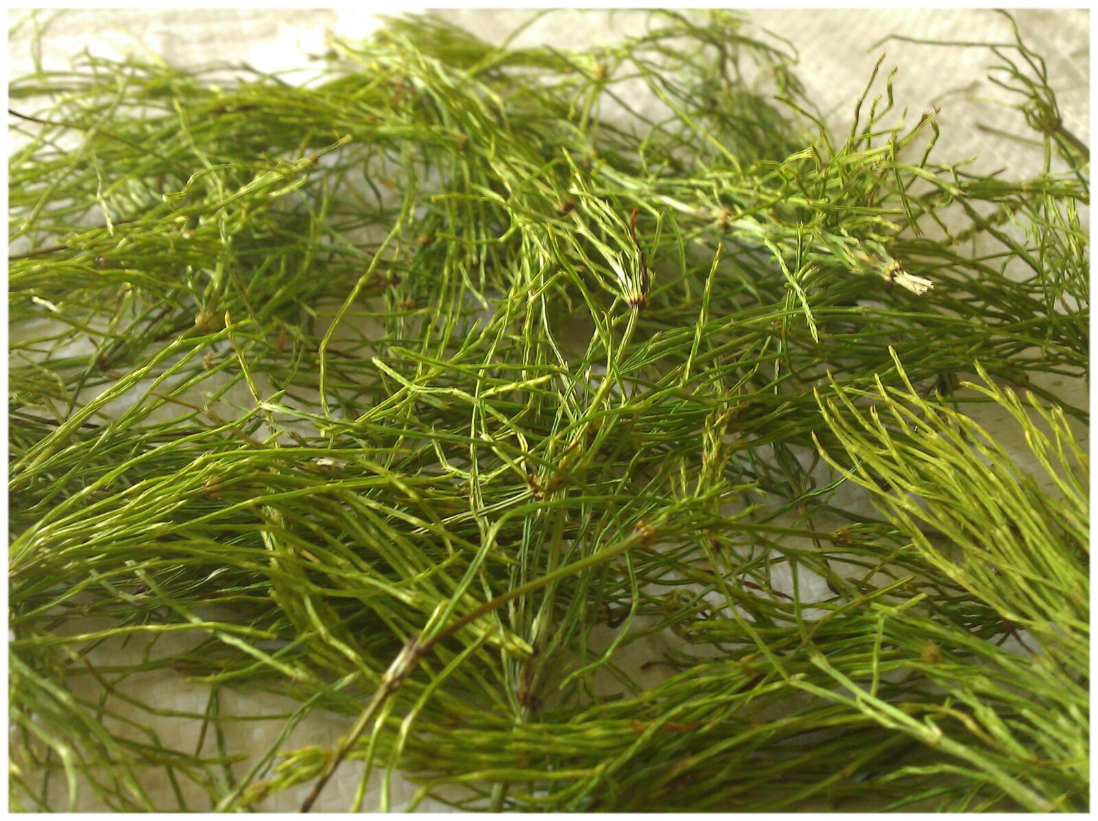 Přeslička polní – celá bylina na krmivo – 6000 g 6 kg