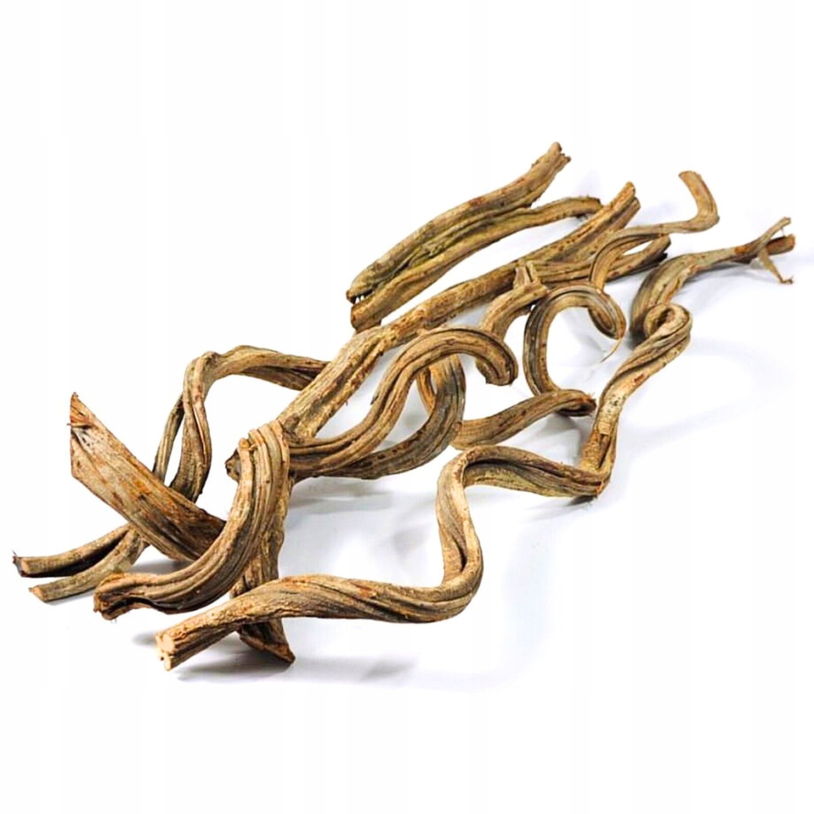 BioCurly Liana kroucená do terária 100 cm