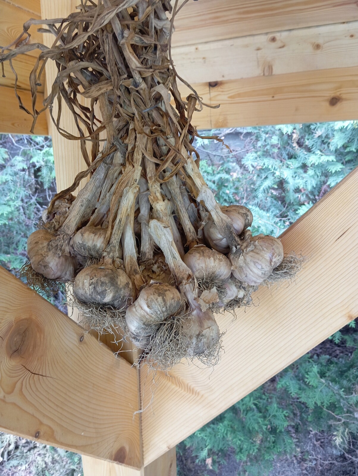 Česnek polský od zemědělce