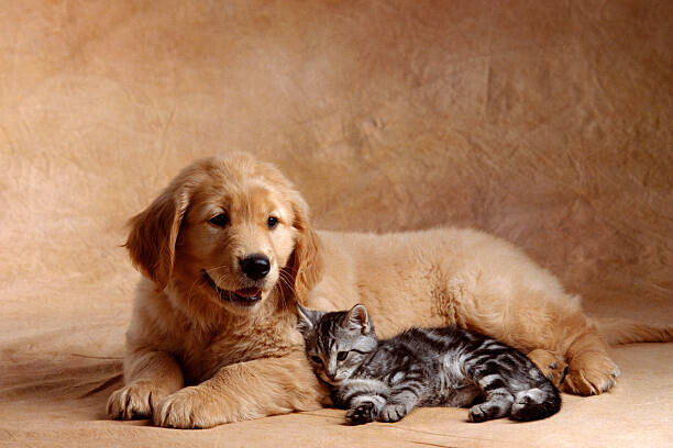 Don Mason Plakát, Obraz - Kitten Leaning Against Golden Retriever Puppy, Don Mason, 40 × 26.7 cm
