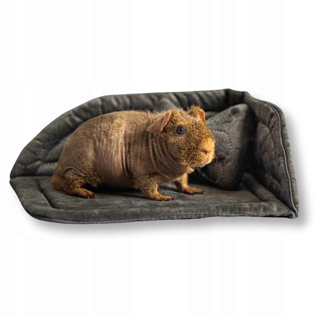 Kraina Tuptusia voděodolné rohové pelíšek pro pro morče a hlodavce
