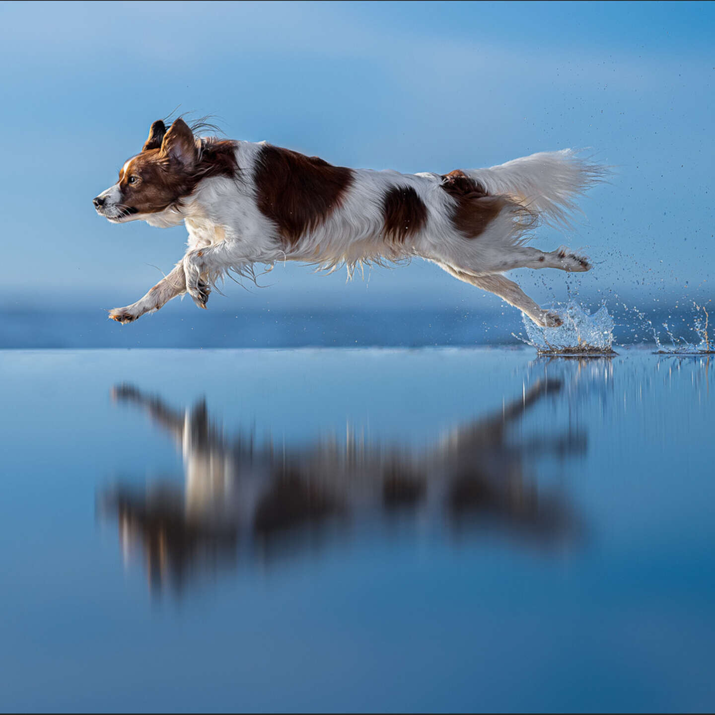 Sony Alpha Dny: Focení psů s Michalem Hurníkem