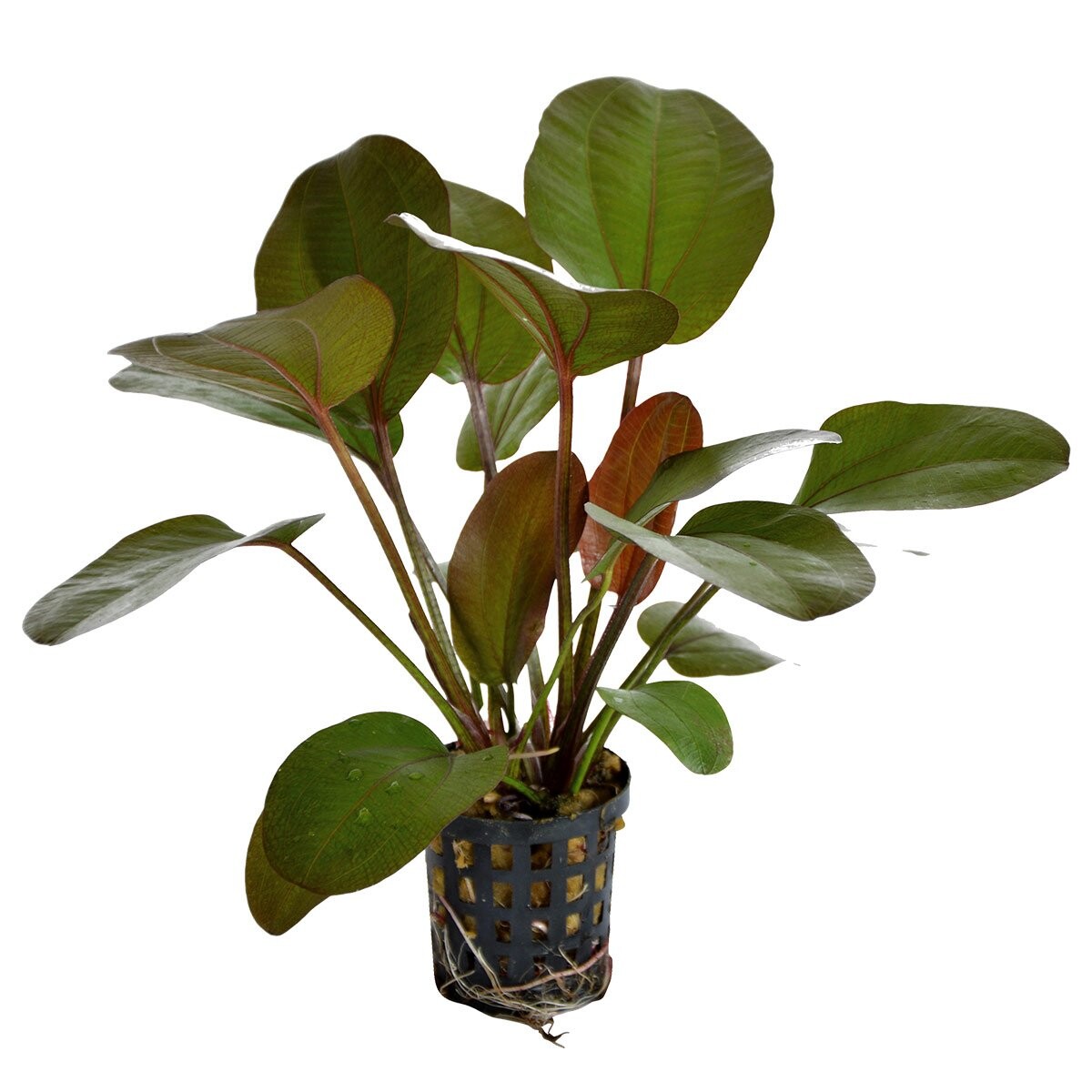 Aquafleur echinodorus rubra v rostlina 5 cm květináč