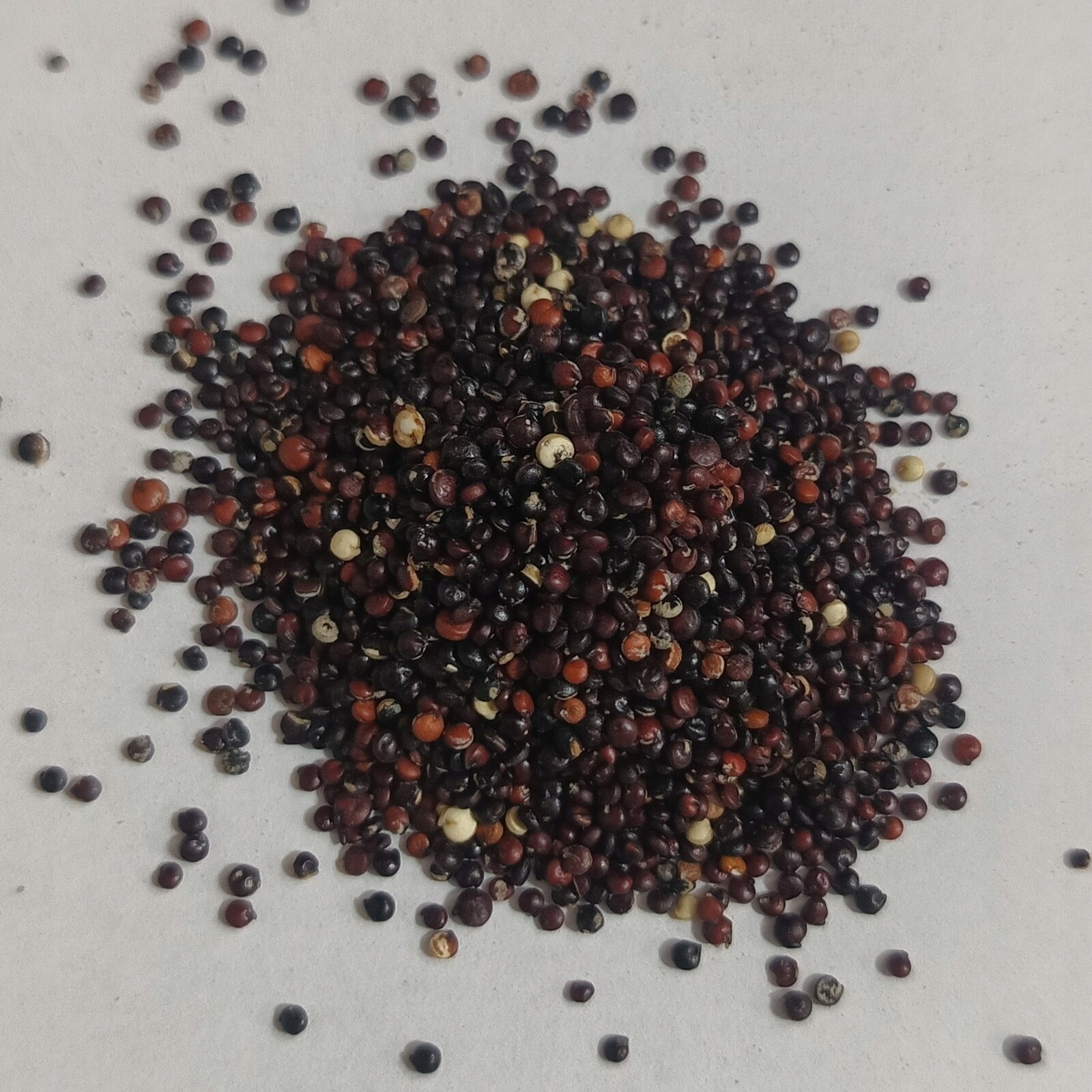 Quinoa Černá Merlík 25 kg Rafex