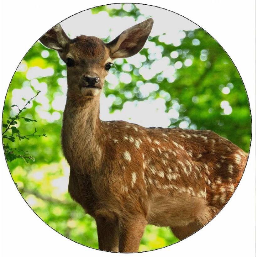 Jedlý papír koloušek 19,5cm - Pictu Hap