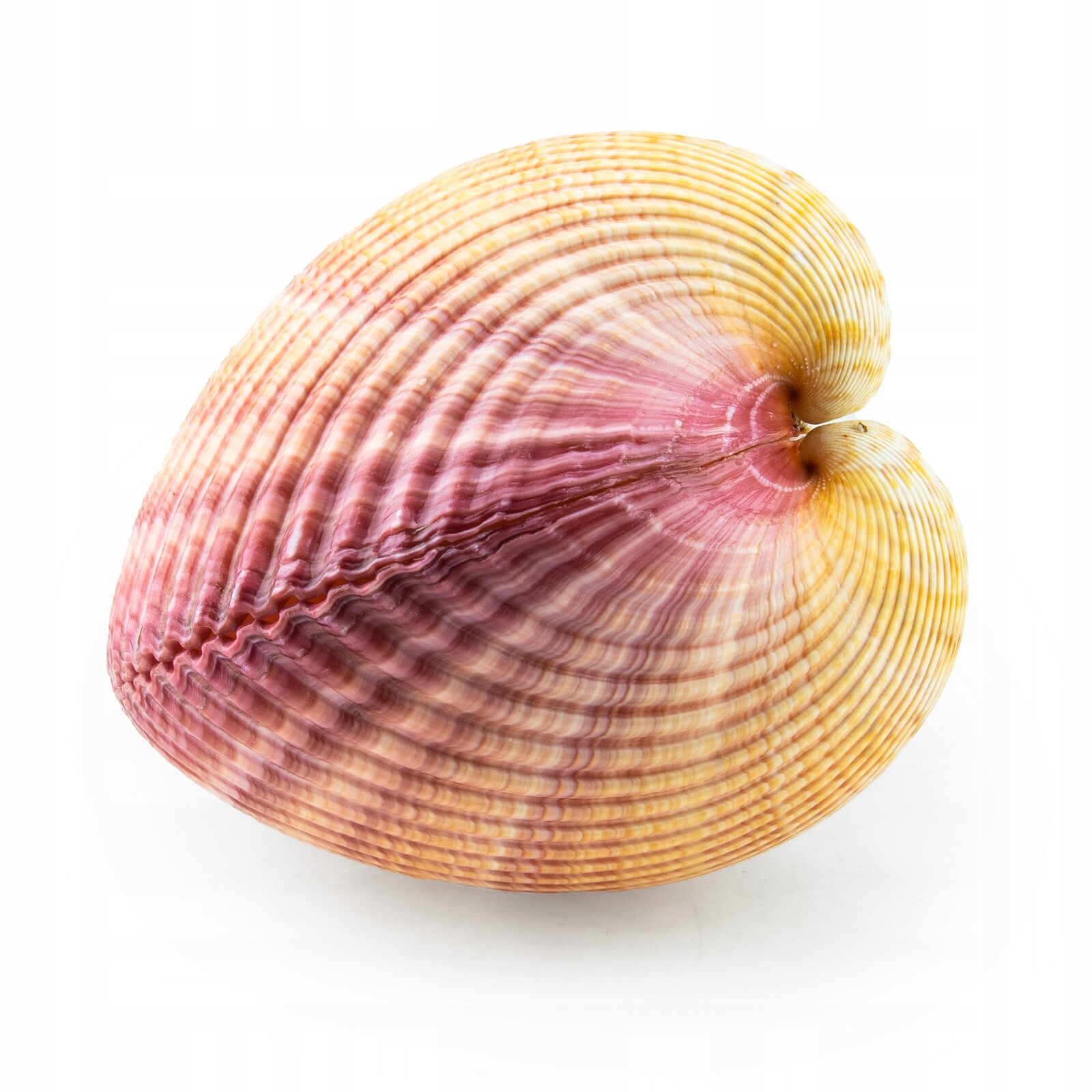 Mušle Cardium Dekorace do akvária 15 cm