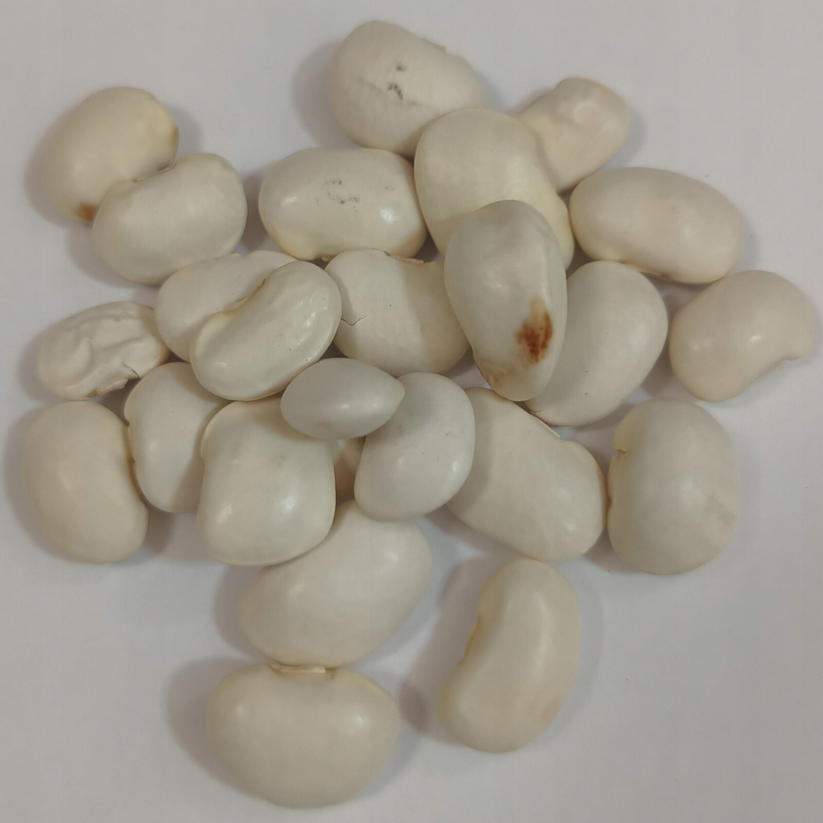 Fazole Krásný trpasličí jasmín sušený 5 kg Rafex