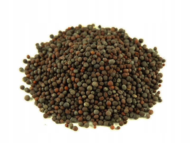 Hořčice Černá Celá Zrna 25 Kg Hořčičné Zrno