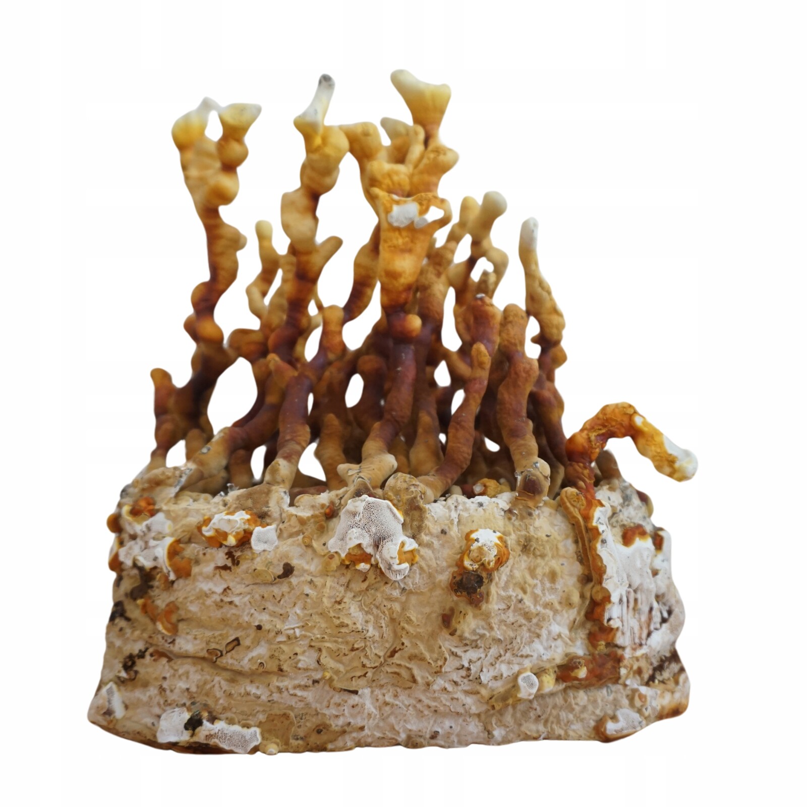 Houba Reishi Craftová Growkit Ručně vyráběná pro domácnost ve fólii Ozdoba 2,5 kg