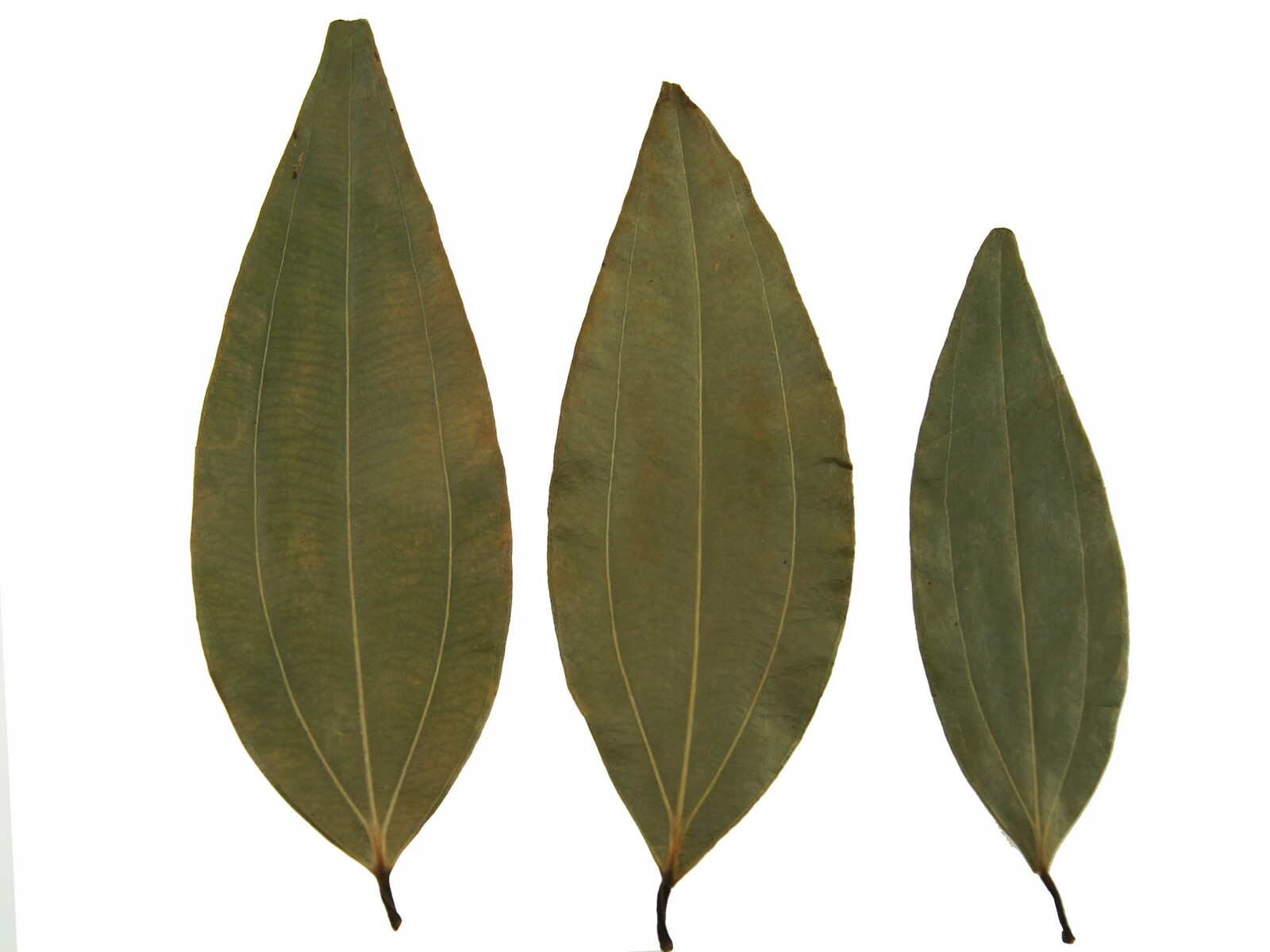 Koření Této Patta 1 Kg Skořicovník Tamala Pata