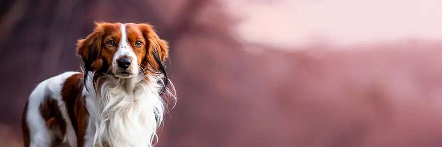 Kreativní psí portrét v ateliéru