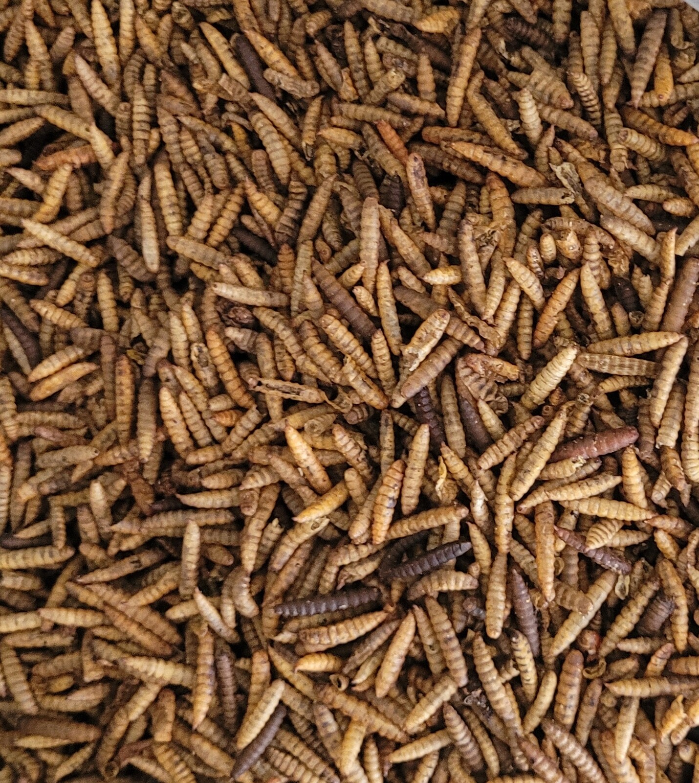 Sušené krmivo pro želvy larvy much krmivo 5 kg Glopex