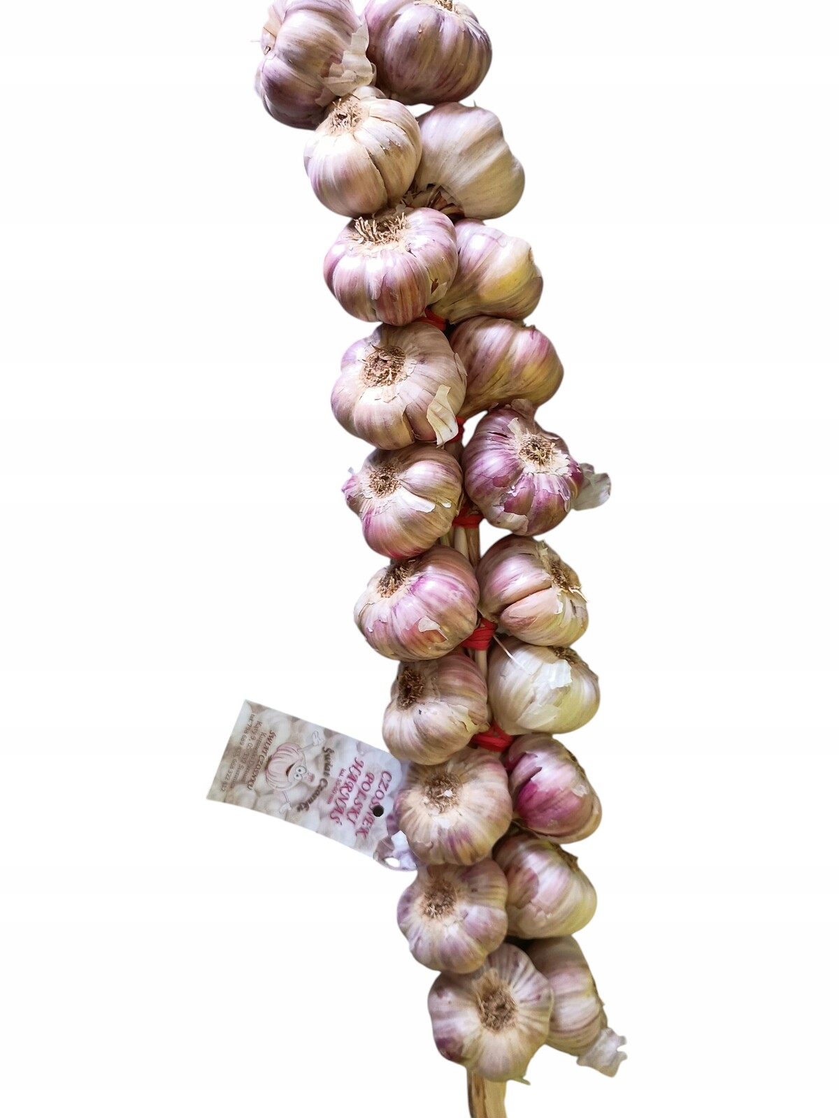 Česnek Česnekový Harnaś Polský Cop 20 ks. Kal. 55-60 mm