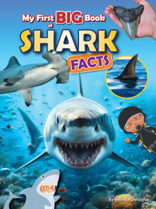 My First BIG book of SHARK Facts - Belinda Gallagher