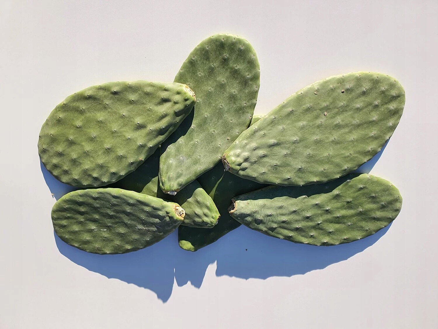 Opuncie 10 kg – krmivo pro plazy, želvy, leguány a agamy