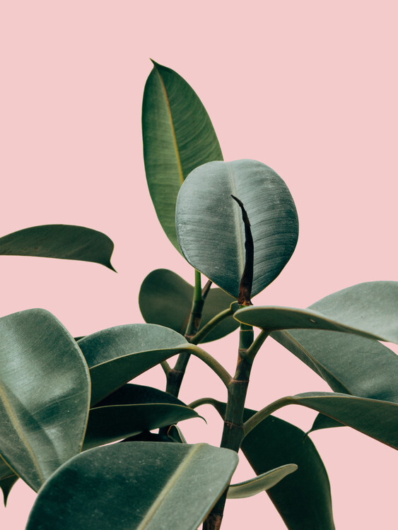 Finlay & Noa Ilustrace pinkpalm2, Finlay & Noa, 30 × 40 cm