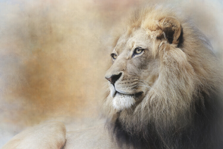 Linda D Lester Fotografie In Deep Thought, Linda D Lester, 40 × 26.7 cm