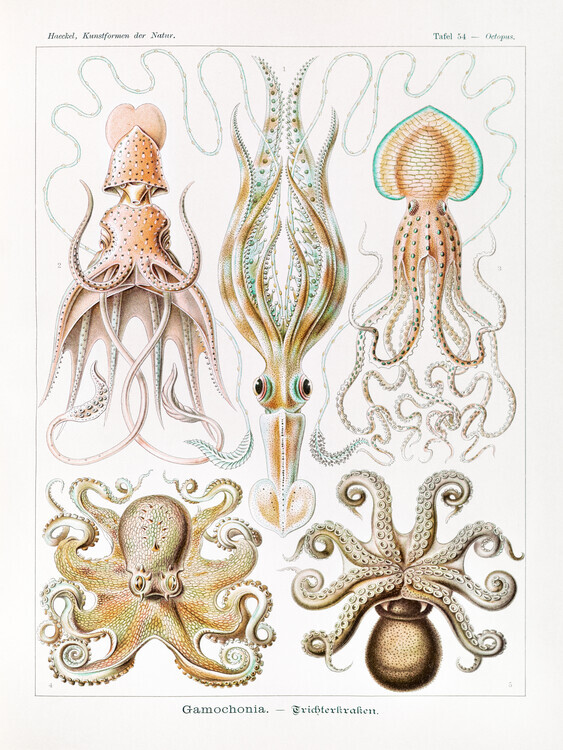 Ernst Haeckel Obrazová reprodukce Gamochonia–Trichterkraken, Ernst Haeckel, 30 × 40 cm