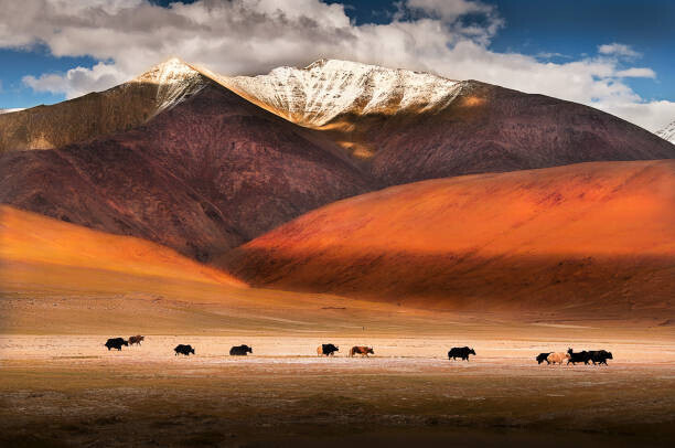 Nabarun Bhattacharya Fotografie Wild yaks in Ladakh, India., Nabarun Bhattacharya, 40 × 26.7 cm