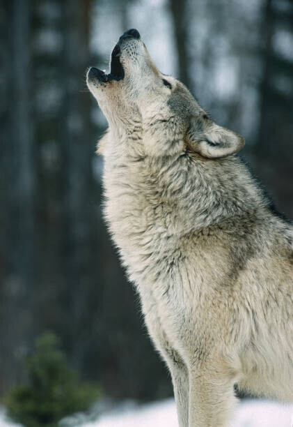 Gerald Corsi Fotografie The Gray wolf, Canis lupus,, Gerald Corsi, 26.7 × 40 cm