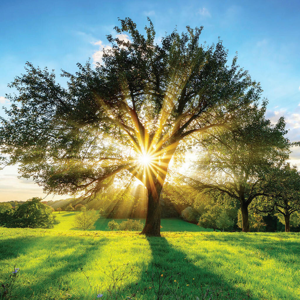 XXXL OBRAZ NA SKLE, stromy, 50/50 cm