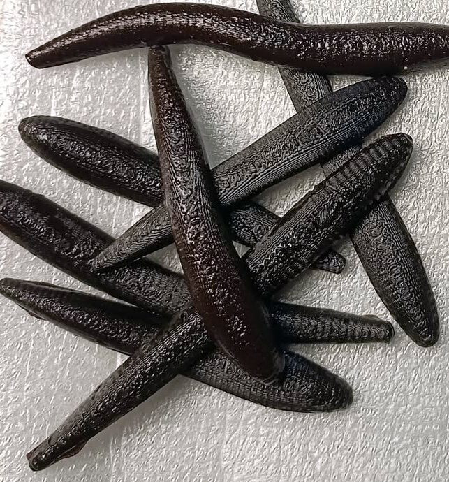 NOCTADIO.LA. PIJAVICE DIPOVANÁ 3D - 10ks.