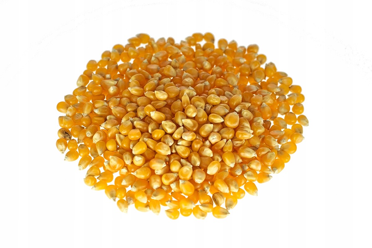 Kukuřice Praskající Zrna Na Popcorn 25 kg Zrno