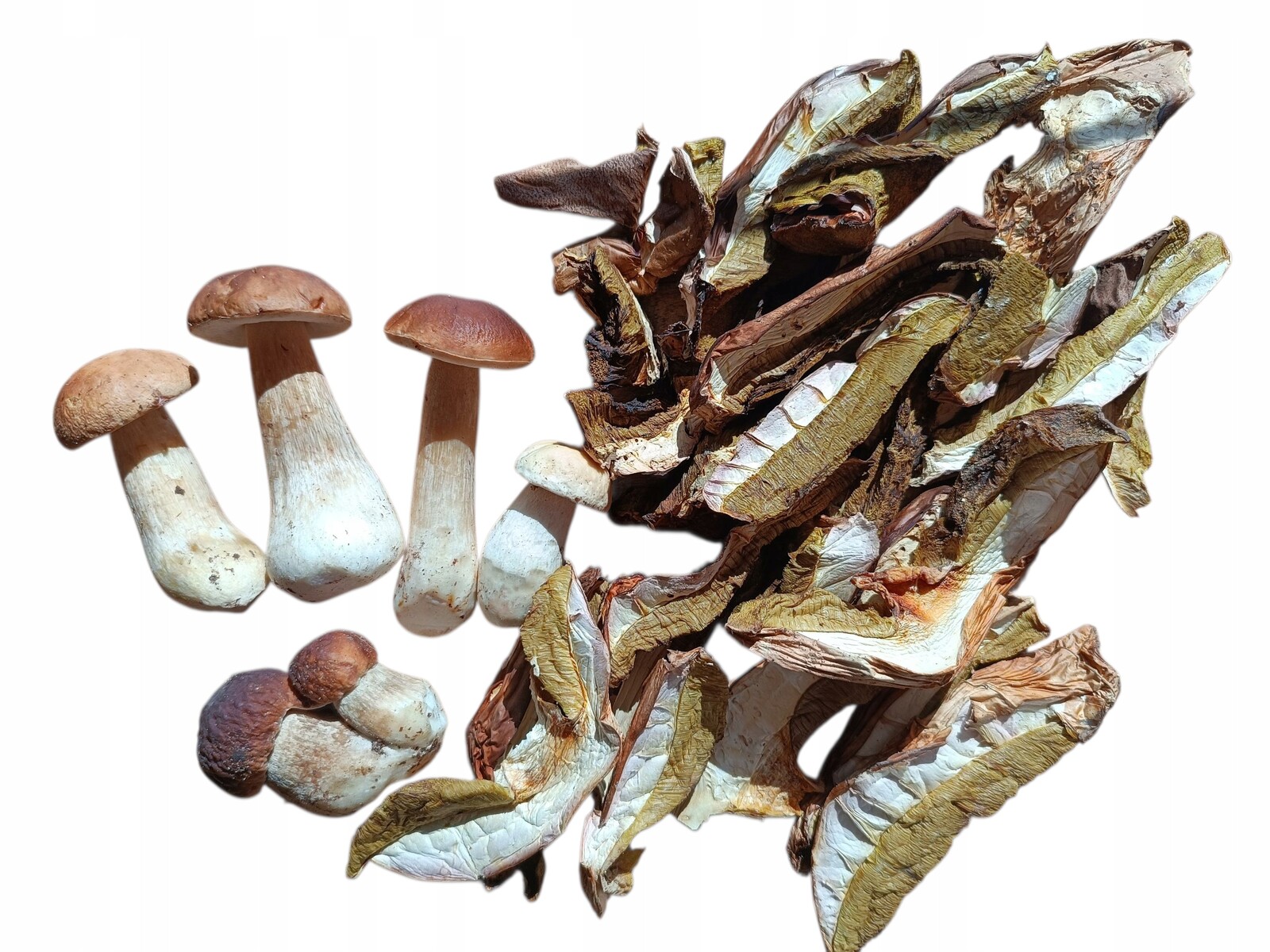 Borůvka sušená 500 g sušené houby, Atest krajanka Podlaskie