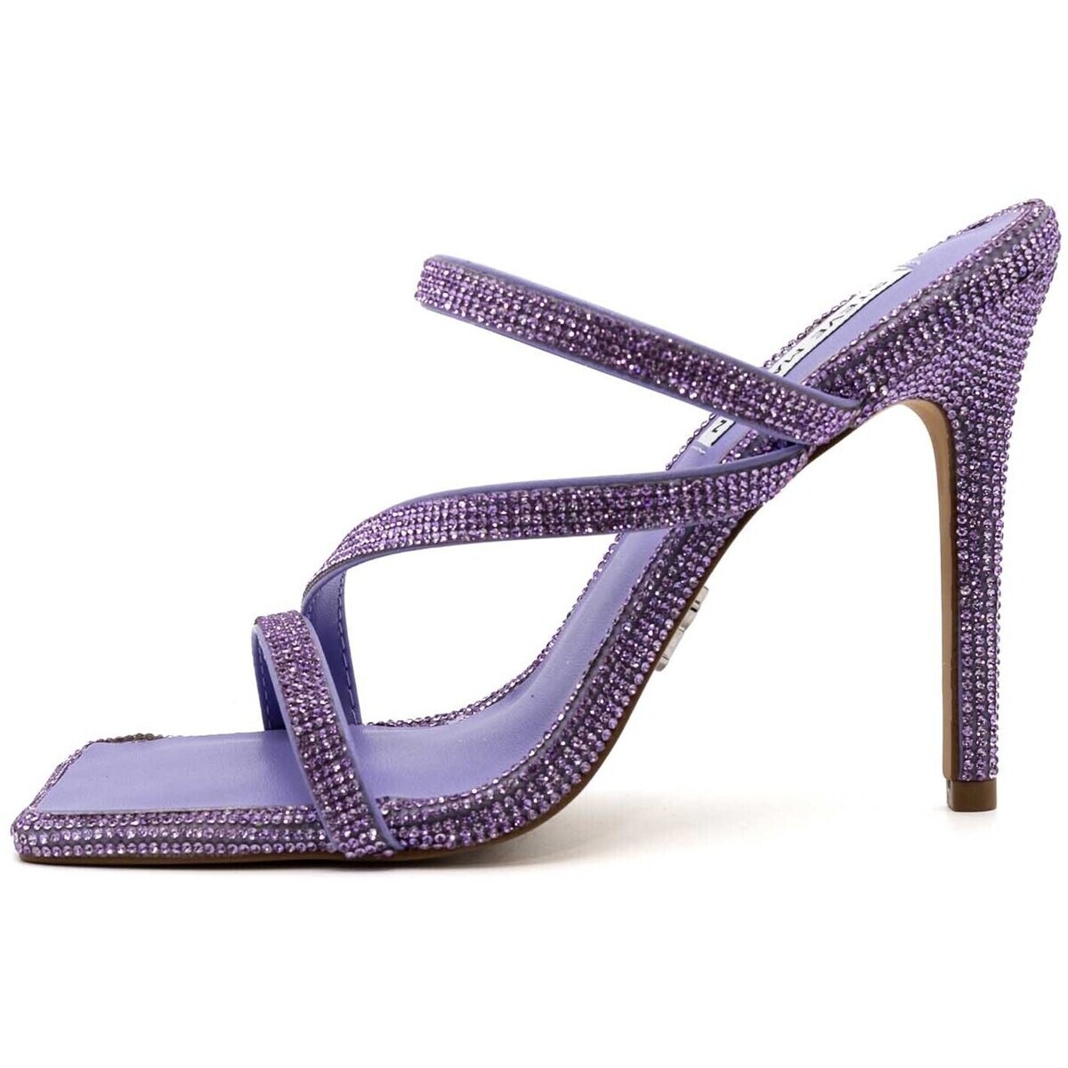 Steve Madden  Annual Lavender Blooms  Fialová