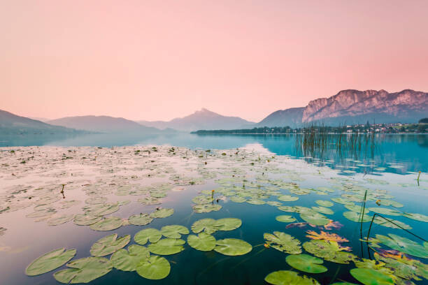 Westend61 Fotografie Austria, Lake Mondsee, Water Lilies in the morning, Westend61, 40 × 26.7 cm