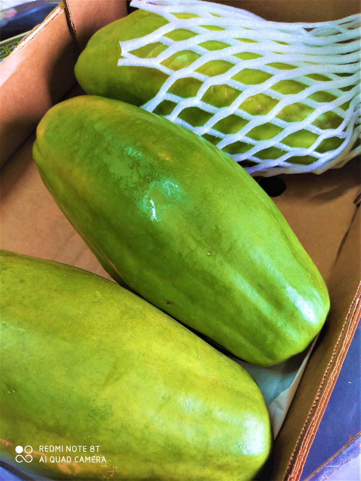Papaja, Papaya Formosa velká 1 kus hmotnost od 1 kg do 1,30 kg