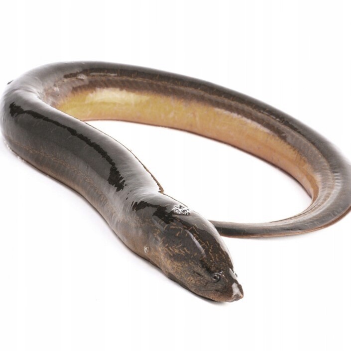 Čerstvý úhoř, surový, vykuchaný, vacuum 1 kg