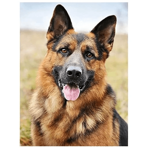 Norimpex Diamantový obrázek - Vlčák - 30 x 40 cm - 2002534