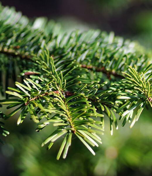 Zafido (distributor) Chvojí - jedle kavkazská 10 kg