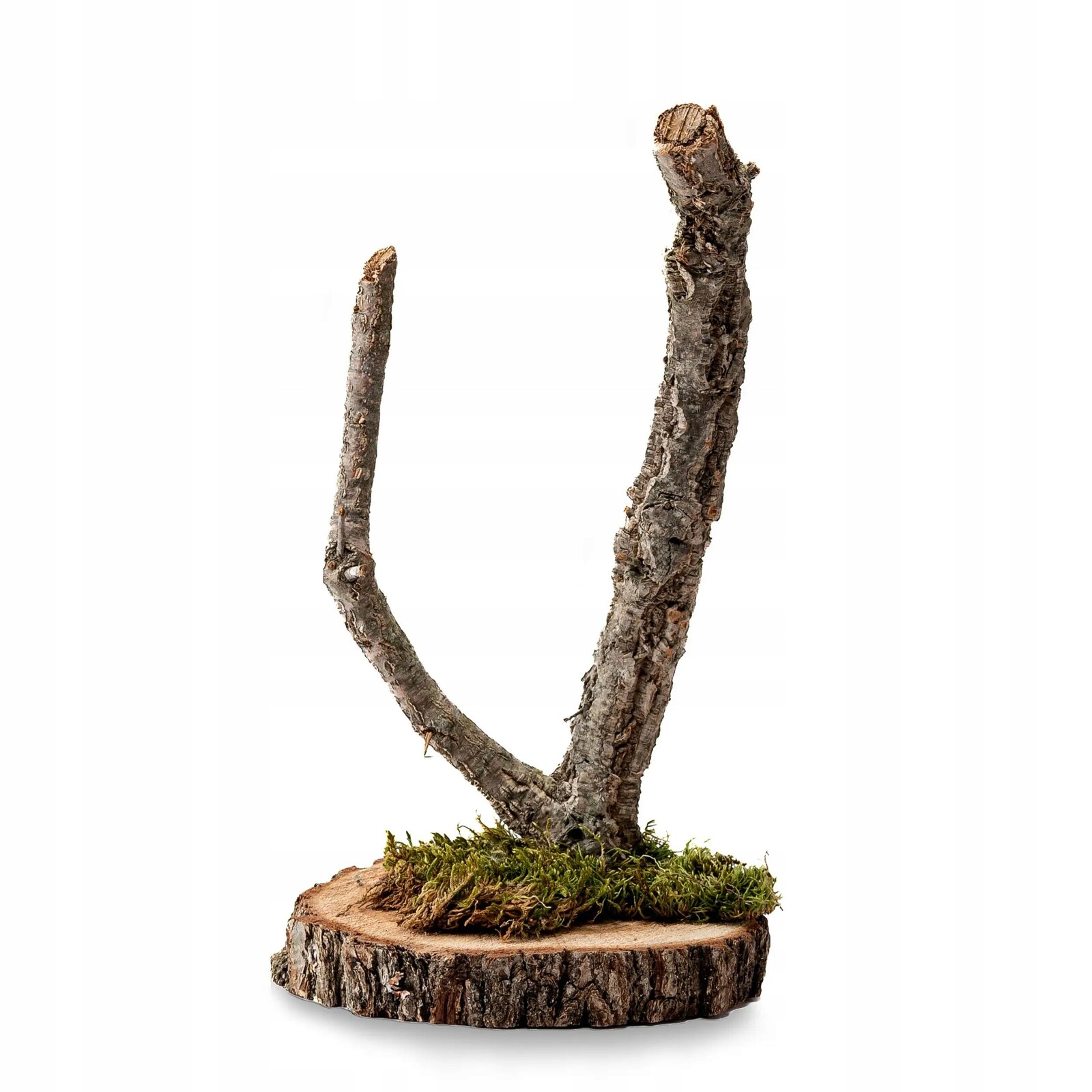 BioBranch Tree 40 cm Korkový dubový strom