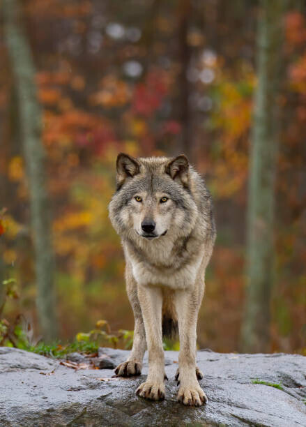 Jim Cumming Fotografie Timber wolf  standing on a, Jim Cumming, 30 × 40 cm