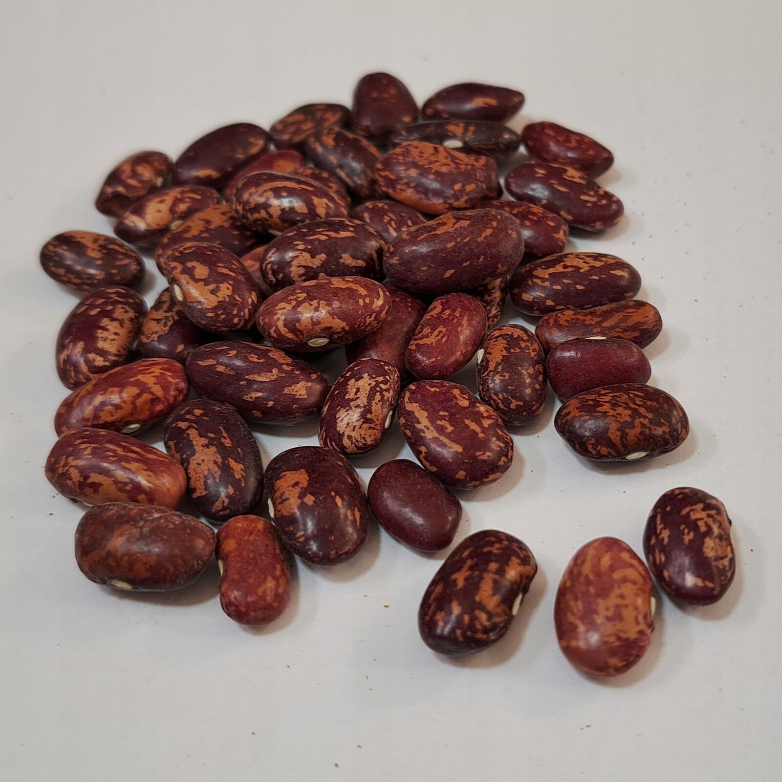 Barevná fazole Malinka 5 kg Rafex