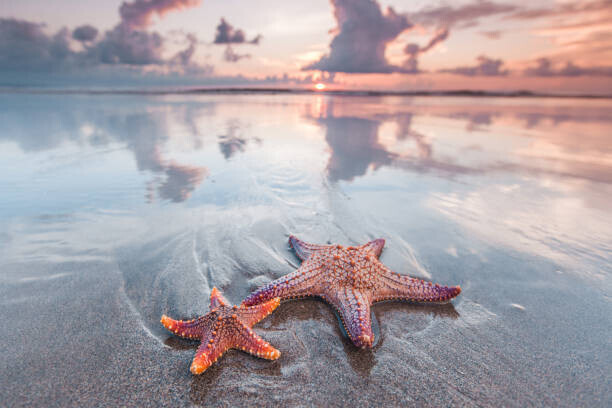 IvanMikhaylov Plakát, Obraz - Starfish on beach, IvanMikhaylov, 40 × 26.7 cm