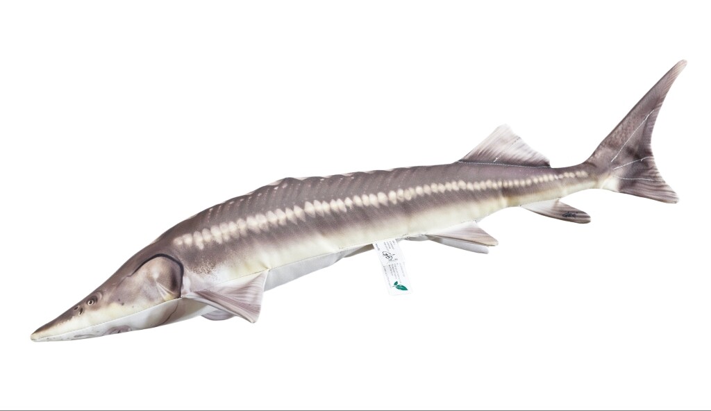 GABY s.c. Polštář Jeseter Sterlet - 60 cm polštářek