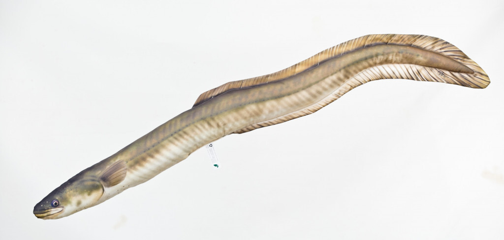 GABY s.c. Polštář Úhoř říční - 115 cm polštářek