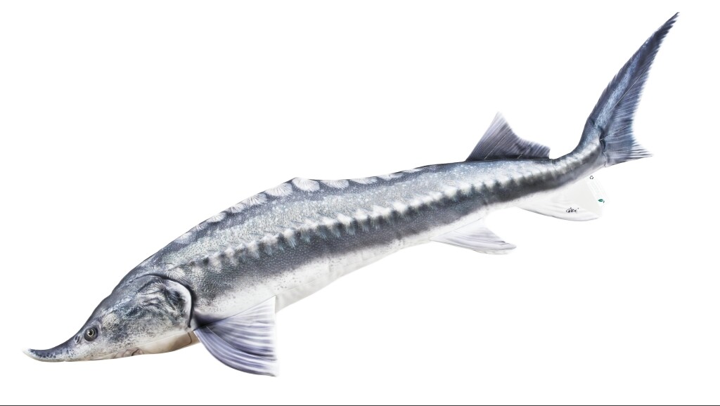 GABY s.c. Polštář Vyza velká Giant - 140 cm polštářek