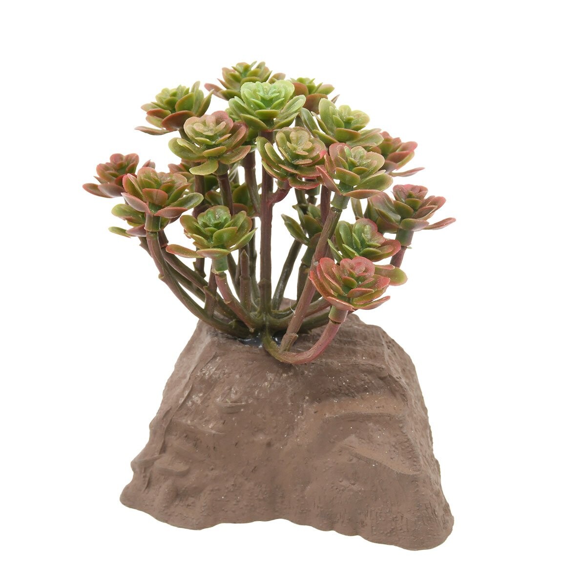Lucky Reptile kamenná rostlina 10 cm