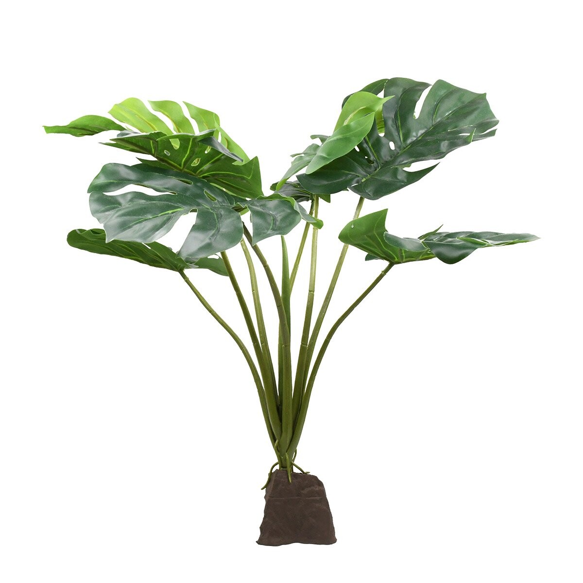 Lucky Reptile Monstera rostlina 60 cm