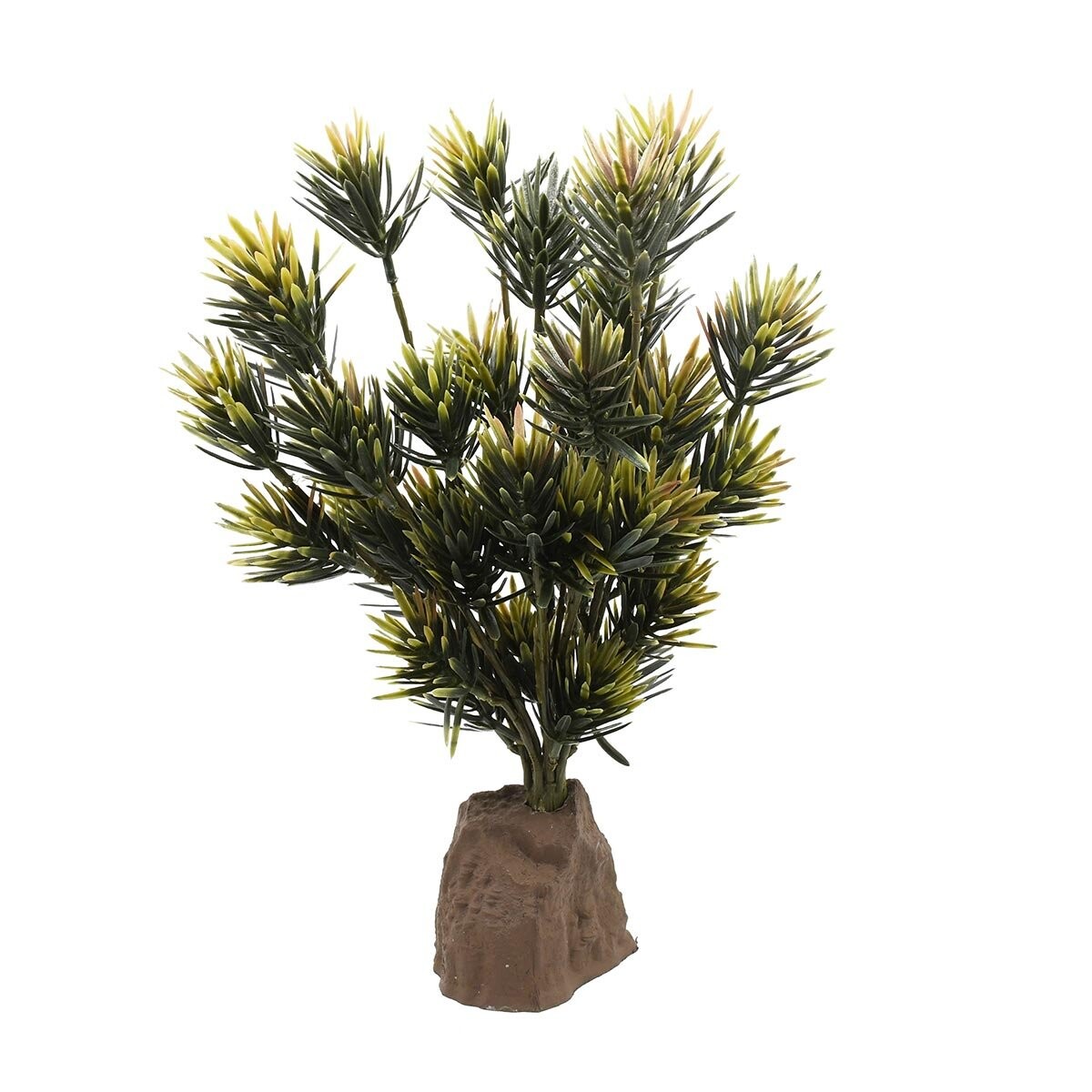 Lucky Reptile Podocarpus rostlina 40 cm
