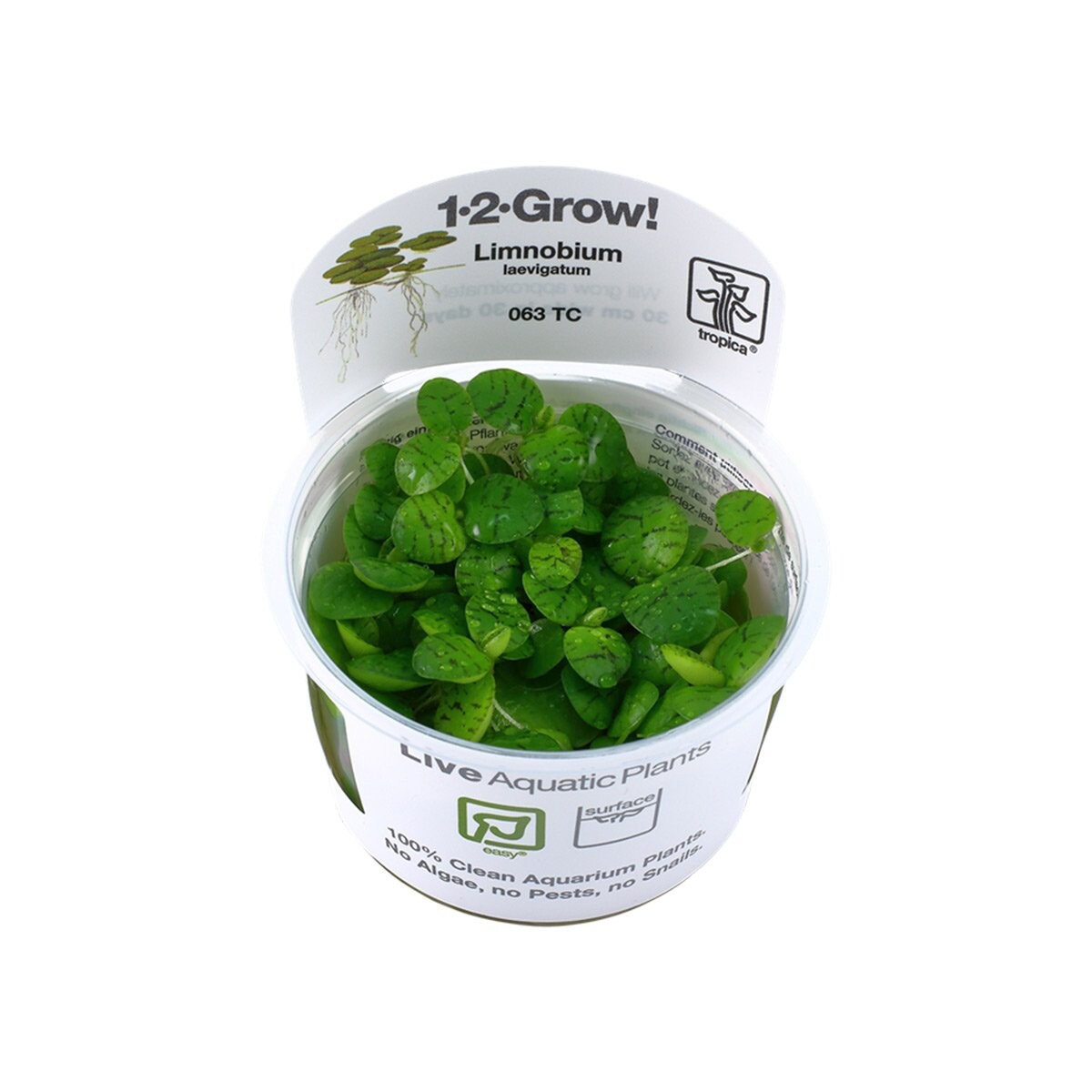 Tropica plovoucí rostlina Limnobium laevigatum